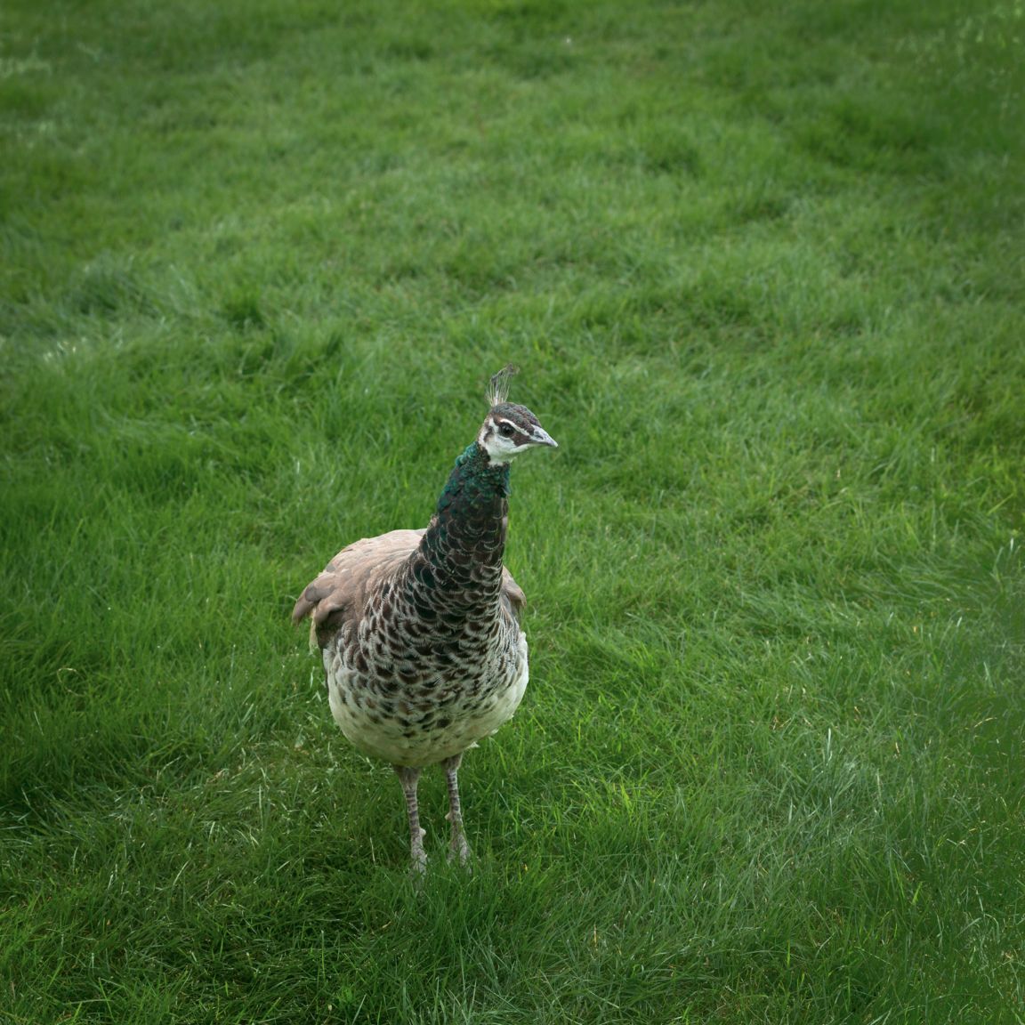 Madame paon est curieuse - Camping à Elterwater, Lake District