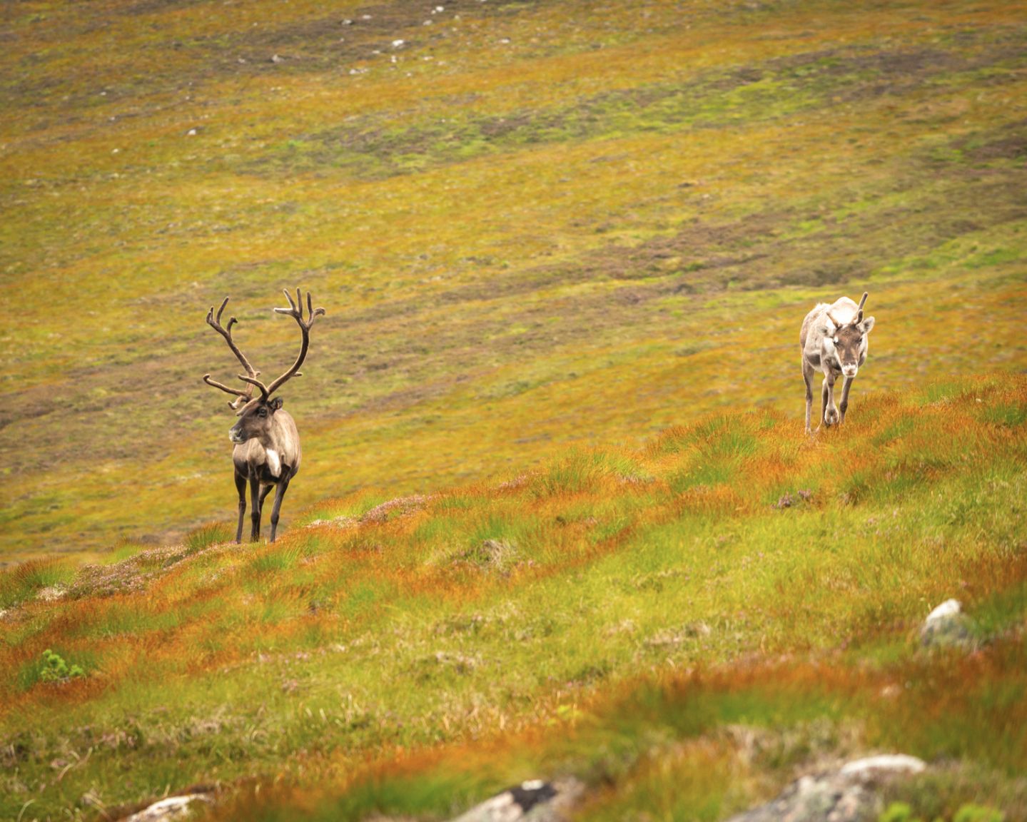 Rennes dans les Cairngorns, en descendant d'Argyll Stone