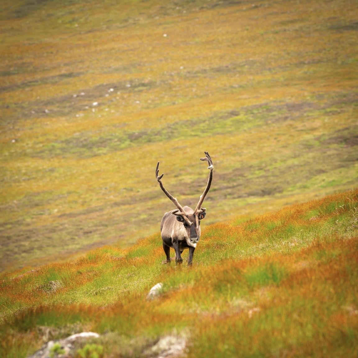 Rennes dans les Cairngorns, en descendant d'Argyll Stone