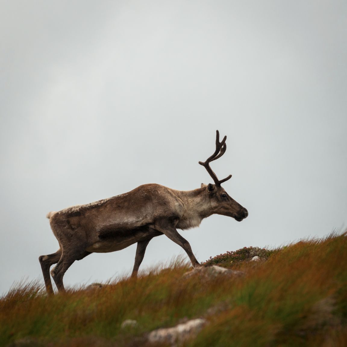 Rennes dans les Cairngorns, en descendant d'Argyll Stone