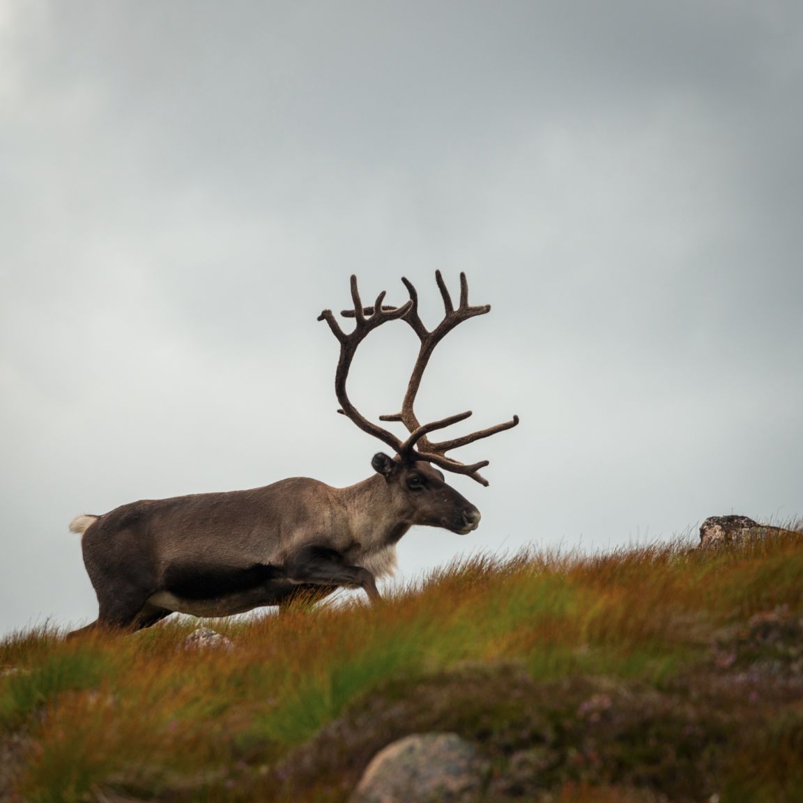 Rennes dans les Cairngorns, en descendant d'Argyll Stone