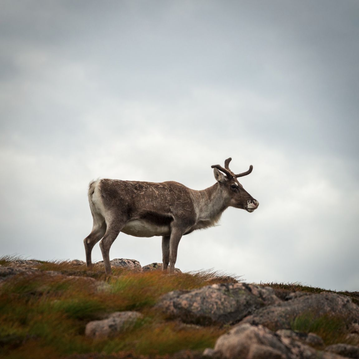 Rennes dans les Cairngorns, en descendant d'Argyll Stone