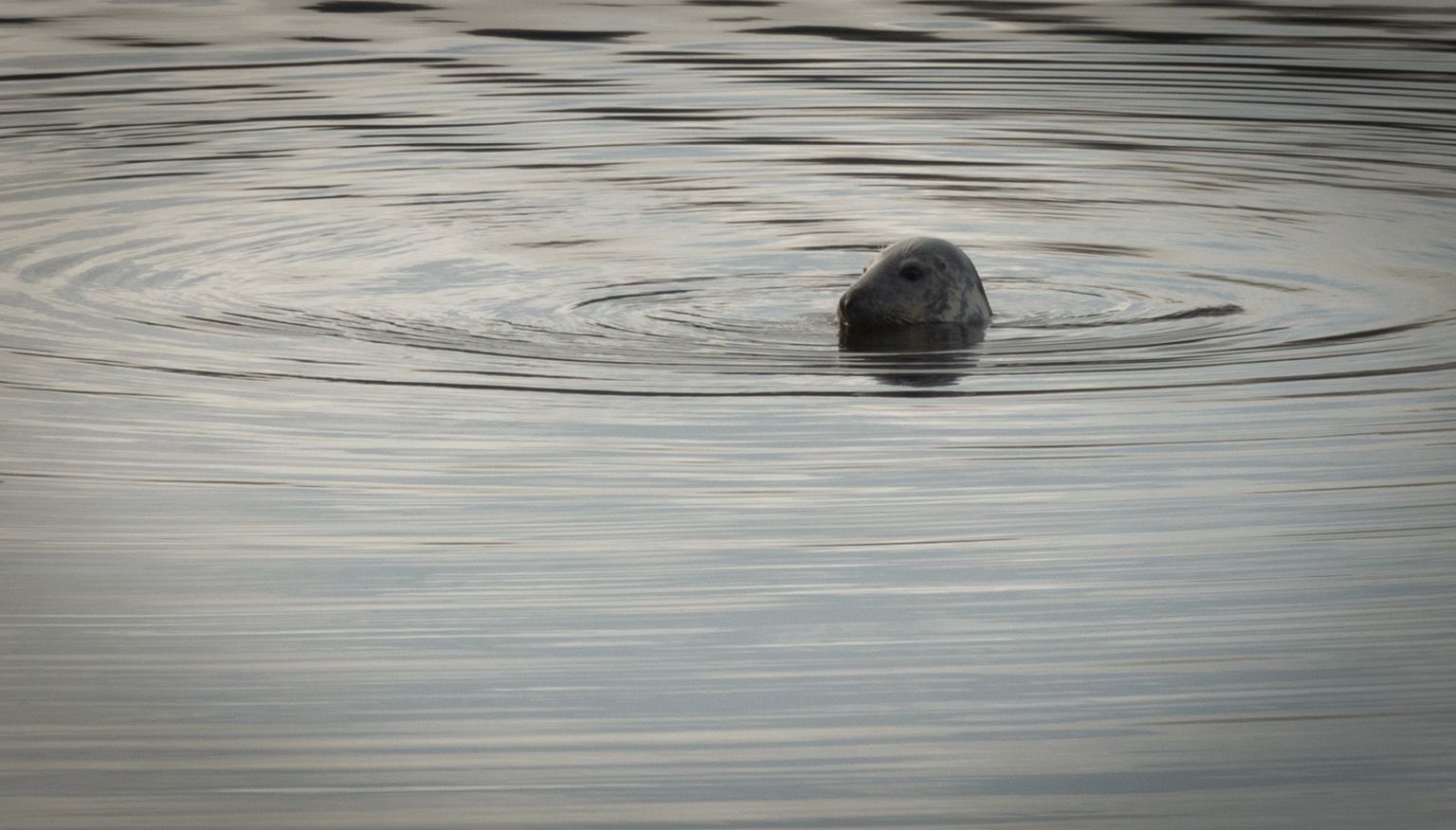 Phoque dans le port d'Ullapool
