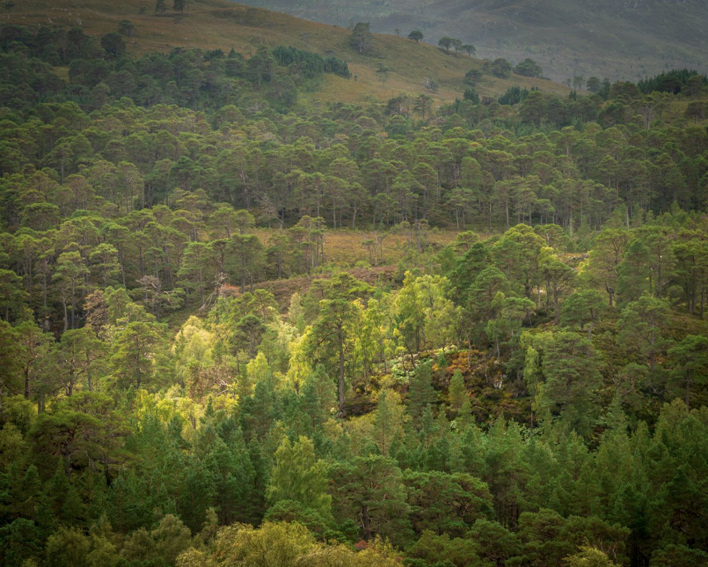 Glen Affric