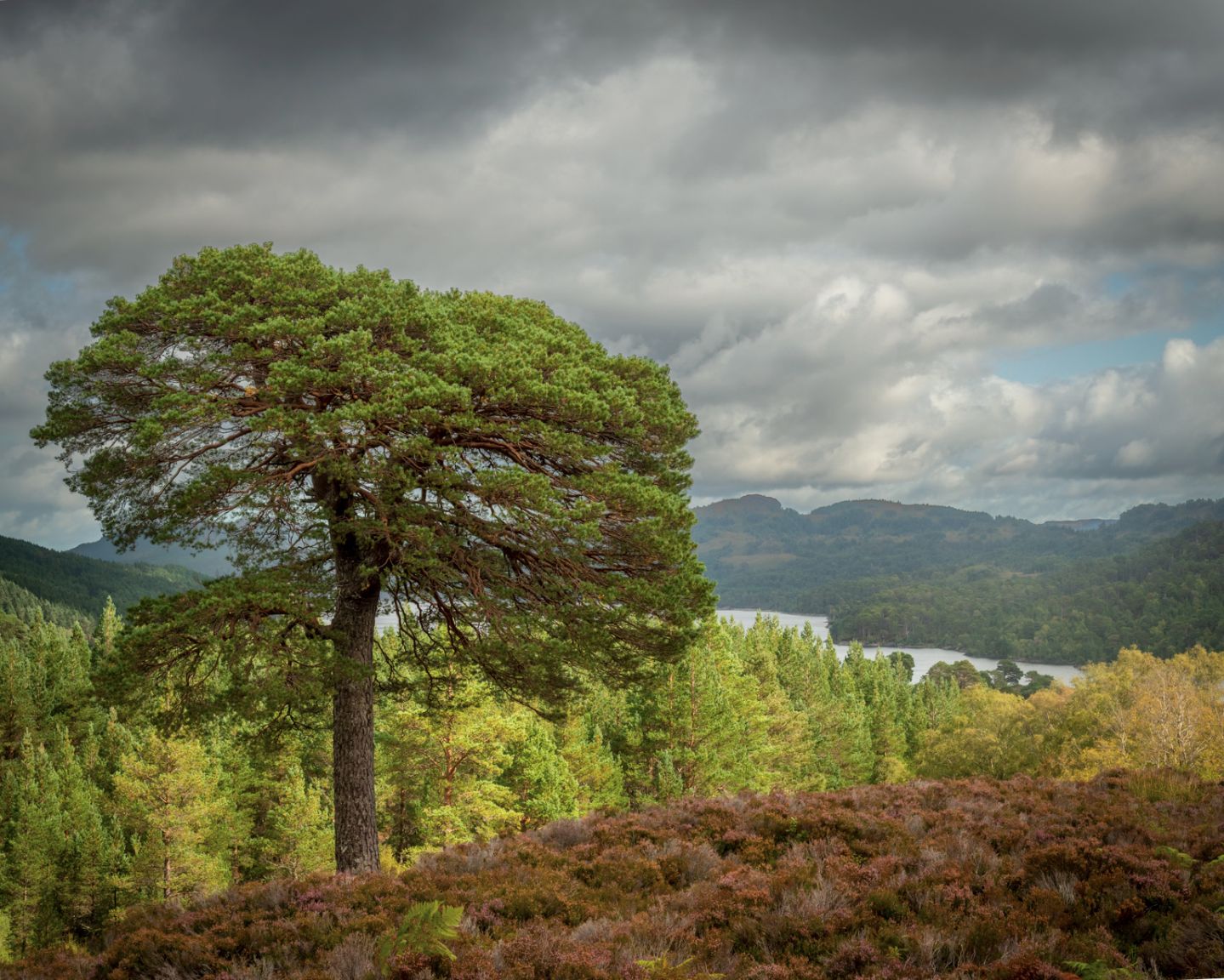 Glen Affric