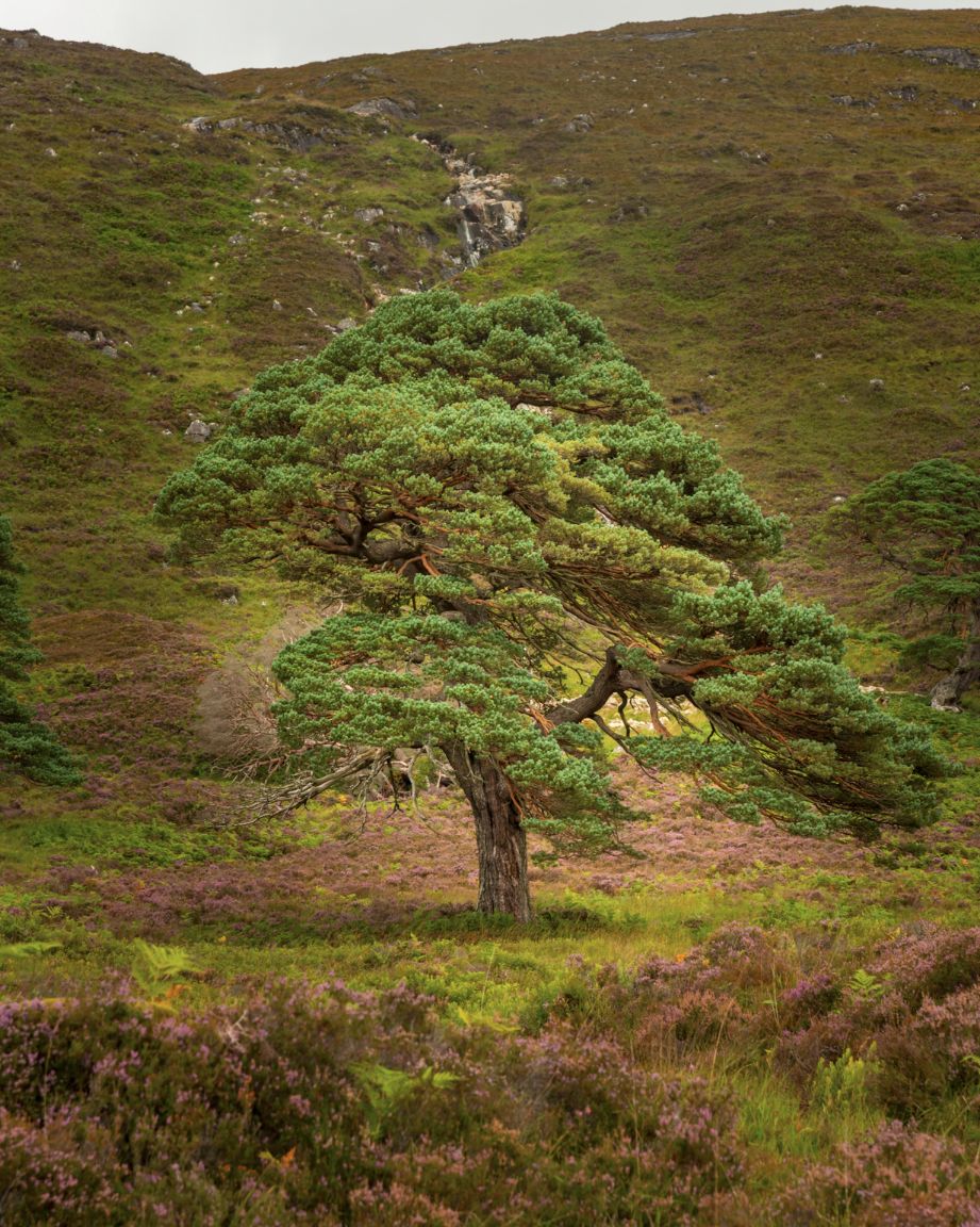 Glen Affric