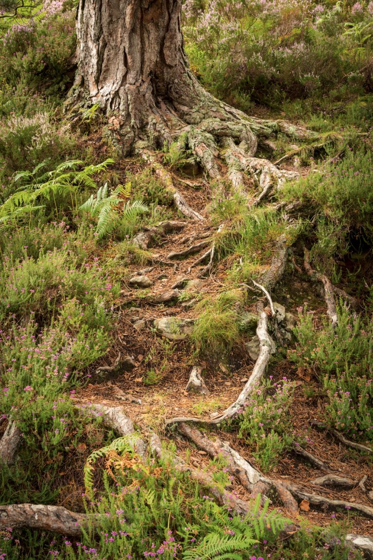 Glen Affric