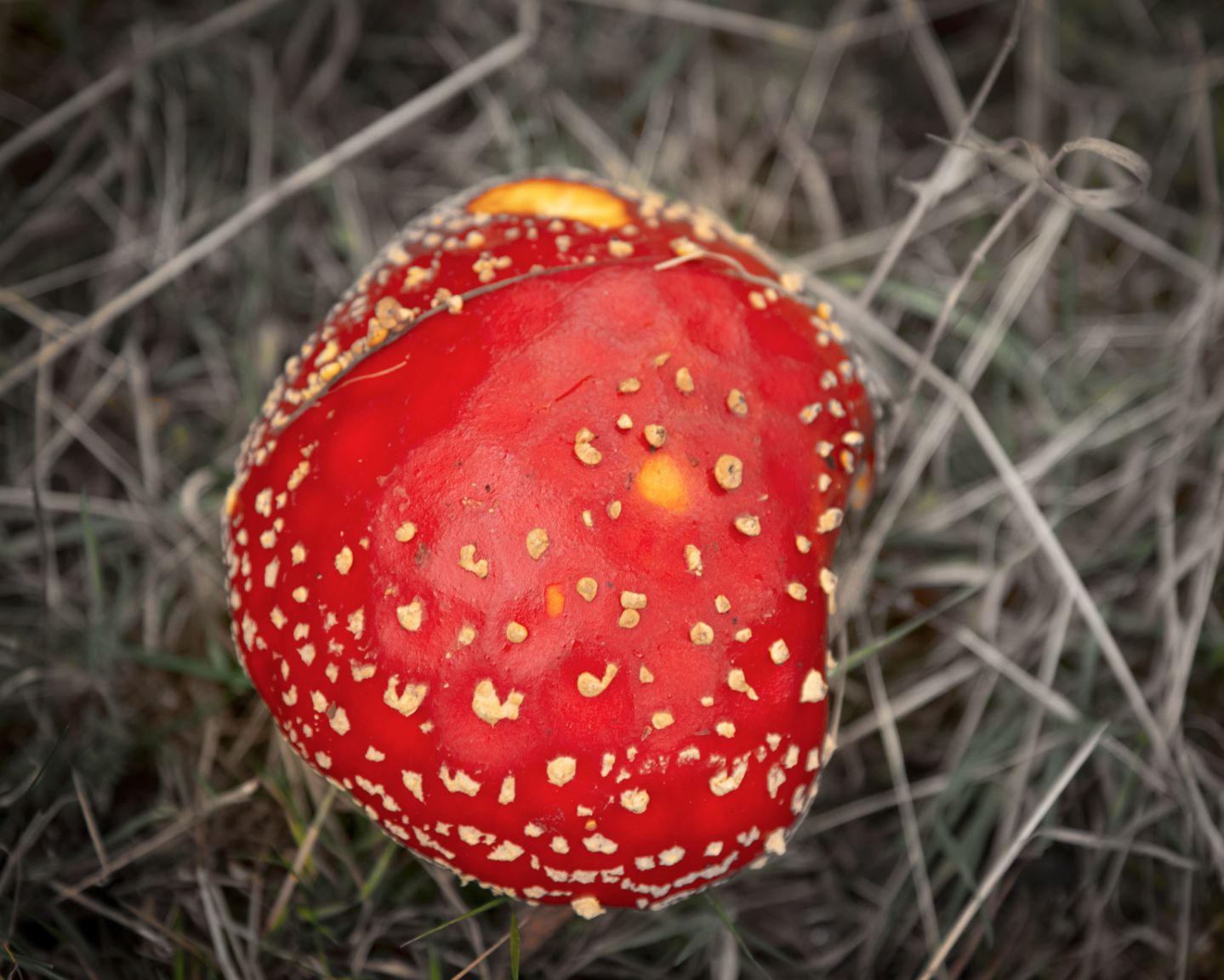 Champignon, Glen Affric