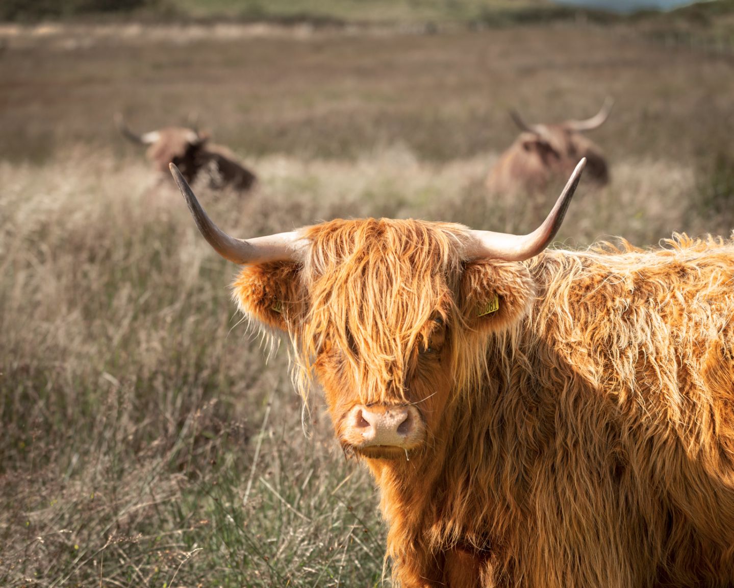 Vache Highland, Chateau de Glengorm, Ile de Mull