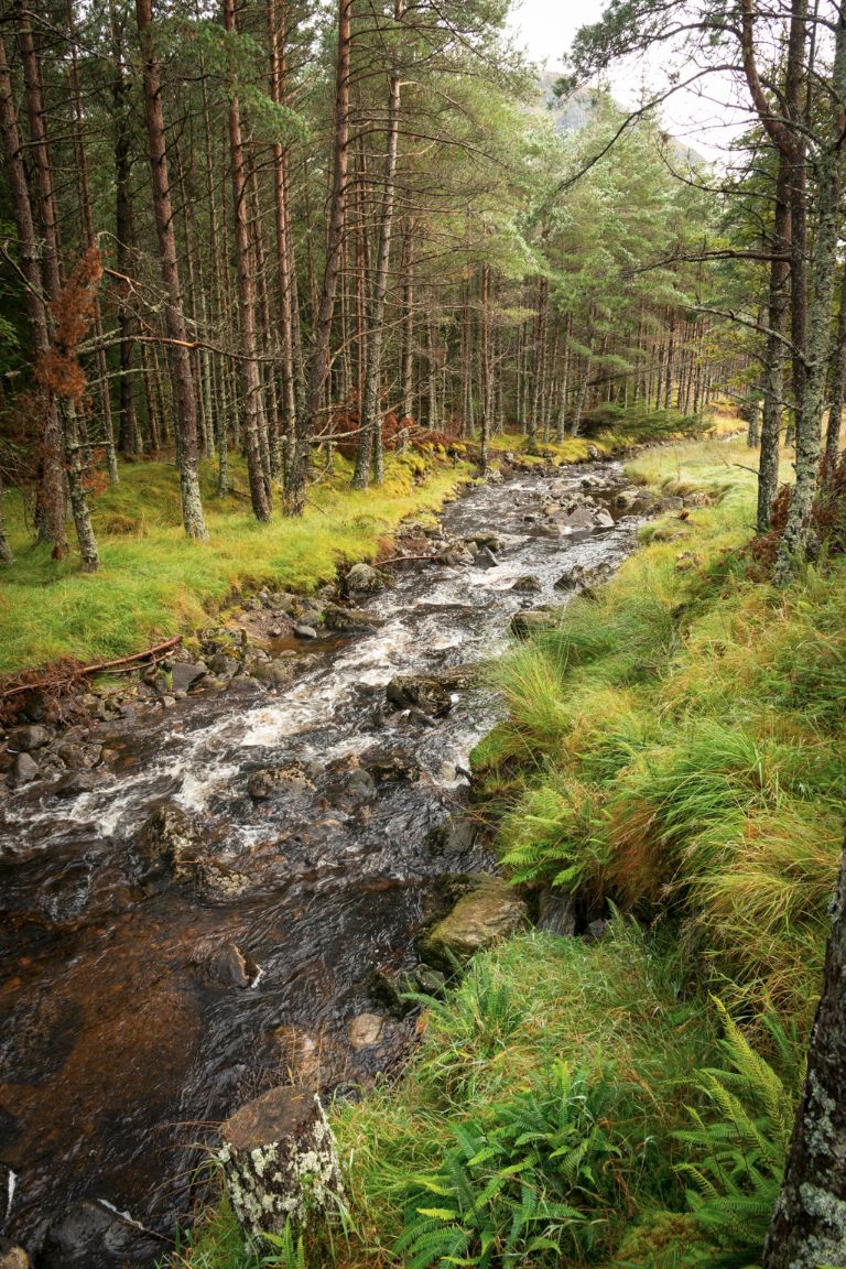 Forêt de Glendoll, Glen Clova