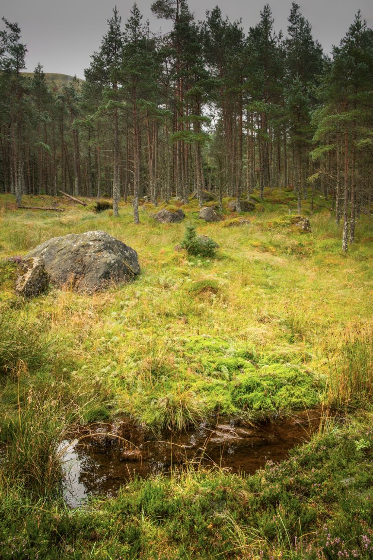 Forêt de Glendoll, Glen Clova