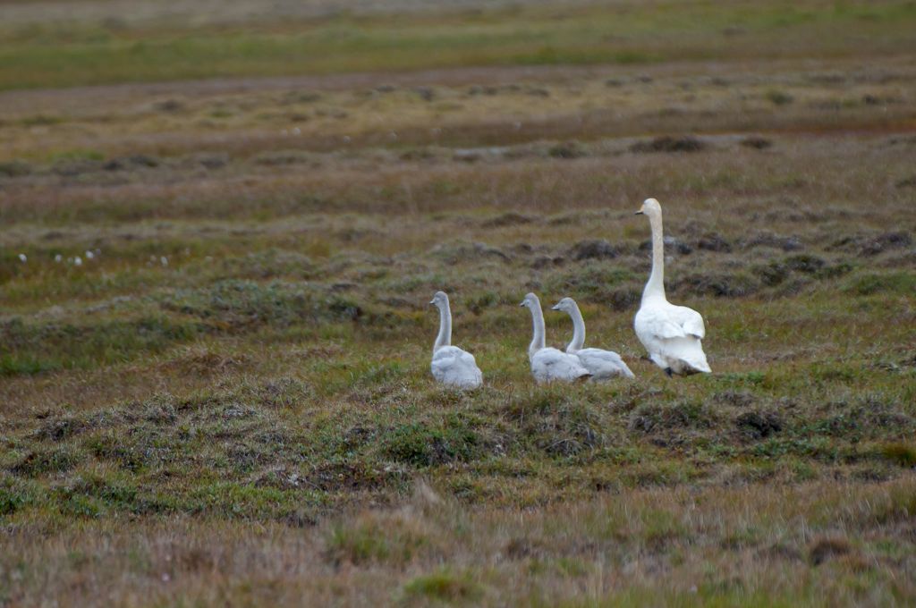 Sur la route du Snæfell