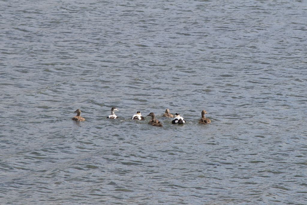  (Fjords de l'ouest)